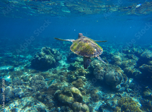Fototapeta Naklejka Na Ścianę i Meble -  Sea tortoise underwater photo portrait