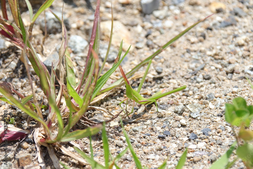 Obraz premium ショウリョウバッタ