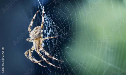 Fotografie, Obraz Close up of a spider in a web