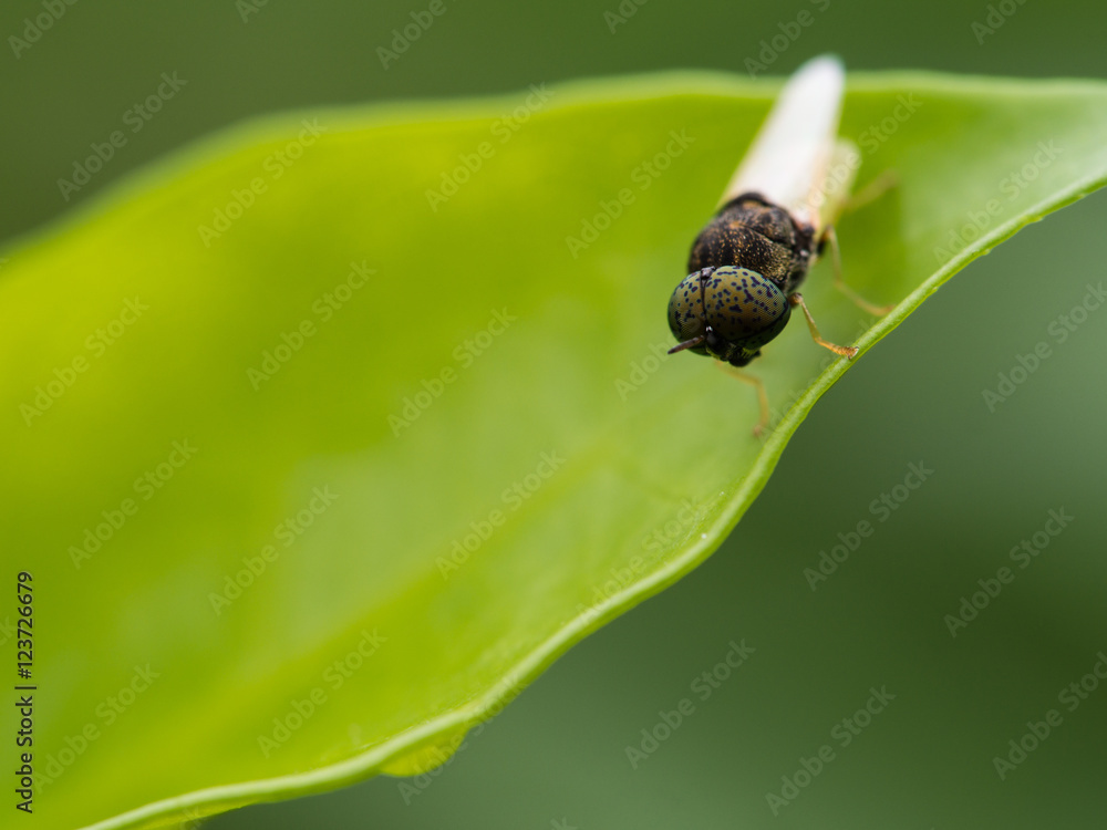 Fly Perched on Green Leaf Fly Perched on Green Leaf