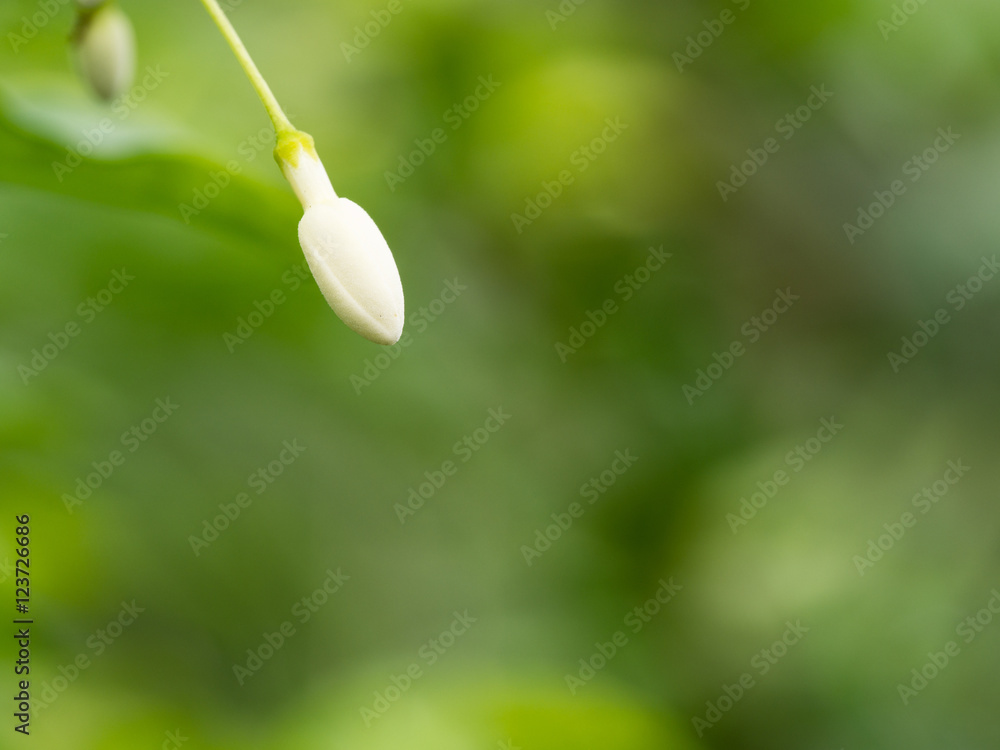 Wild Water Plum Bud Hanging