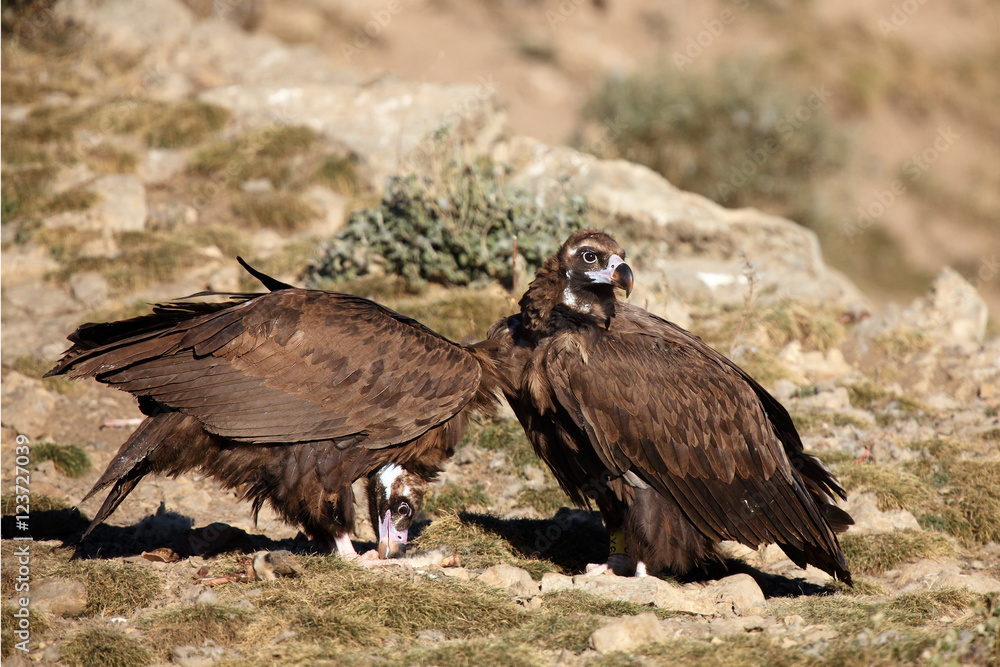 The cinereous vulture (Aegypius monachus), also black vulture, courting couple The cinereous vulture (Aegypius monachus), also black vulture, courting couple