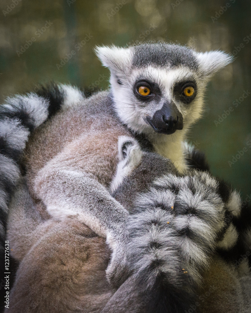 Fototapeta premium Lemur