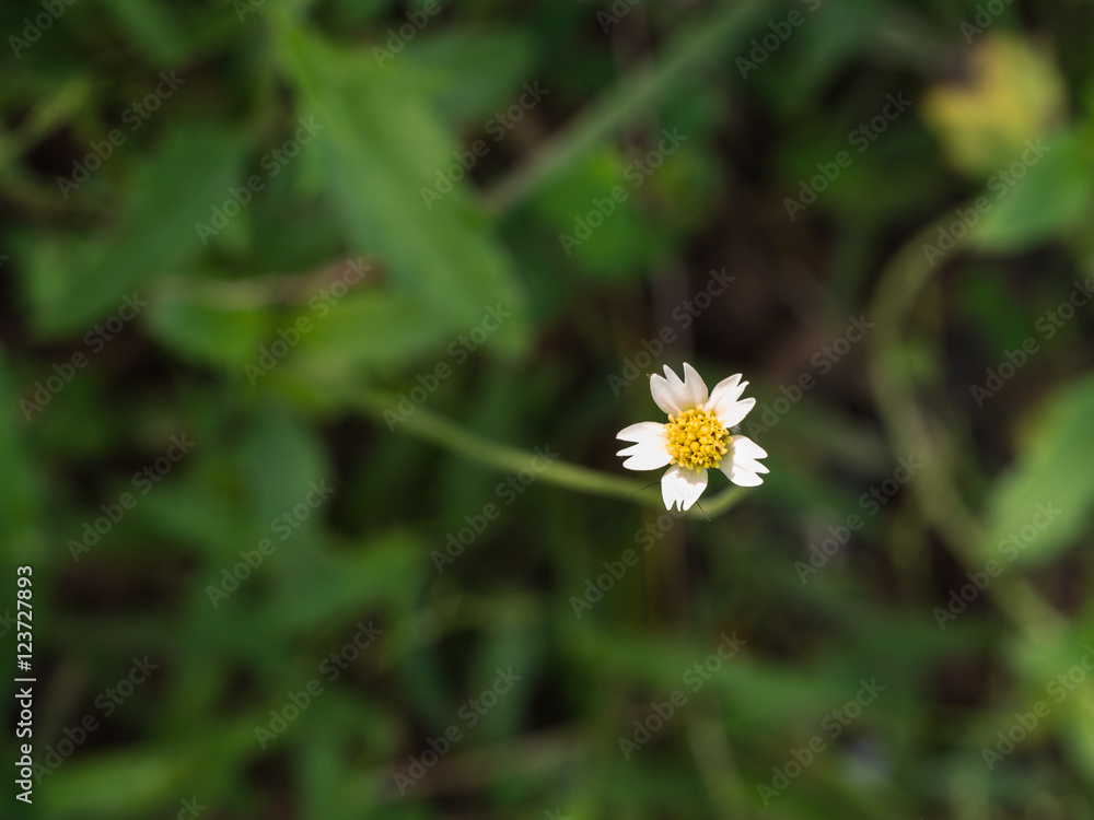 Unwanted Flora Flower Blooming on The Ground Unwanted Flora Flower Blooming on The Ground