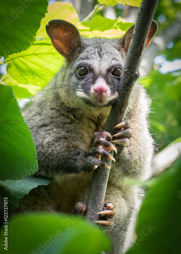 Brush Tail Possum