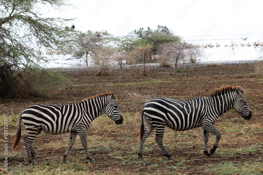 Obraz premium Zebra