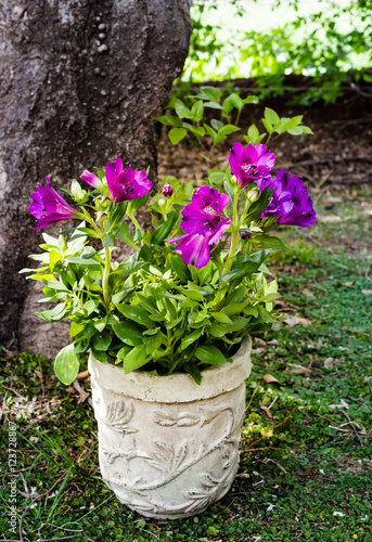 Purple inca lily in pot under tree in dappled sunlight