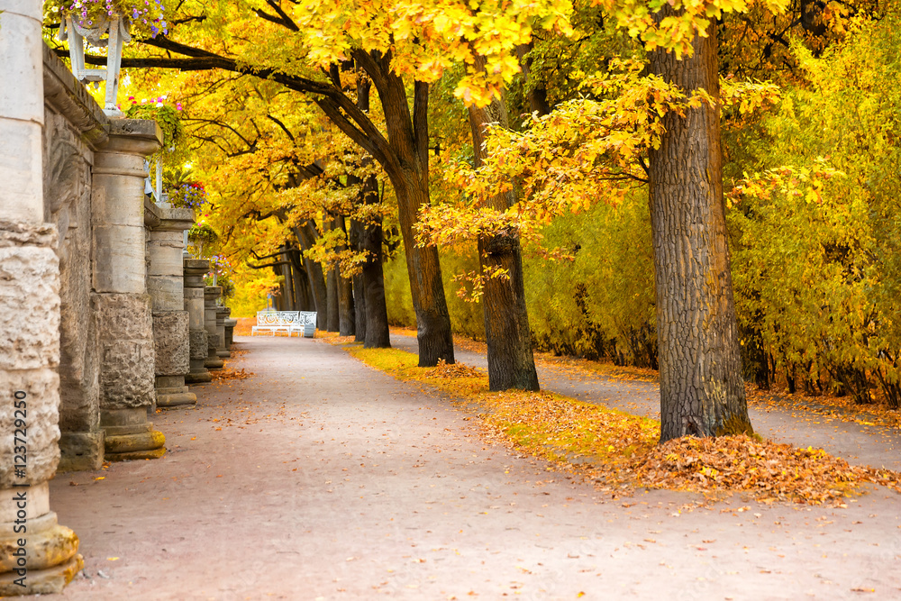 Naklejka premium Beautiful autumn park