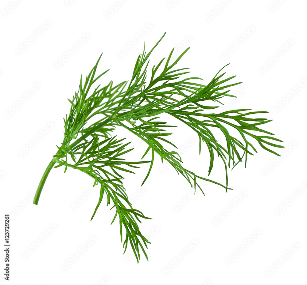 fresh dill