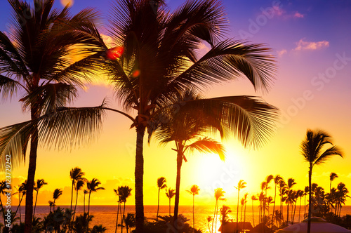 Coconut palm trees against colorful sunset