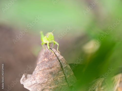 Grasshopper Perched on Decay leaf