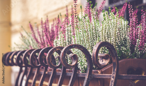 Fototapeta Naklejka Na Ścianę i Meble -  Цветы на подоконнике