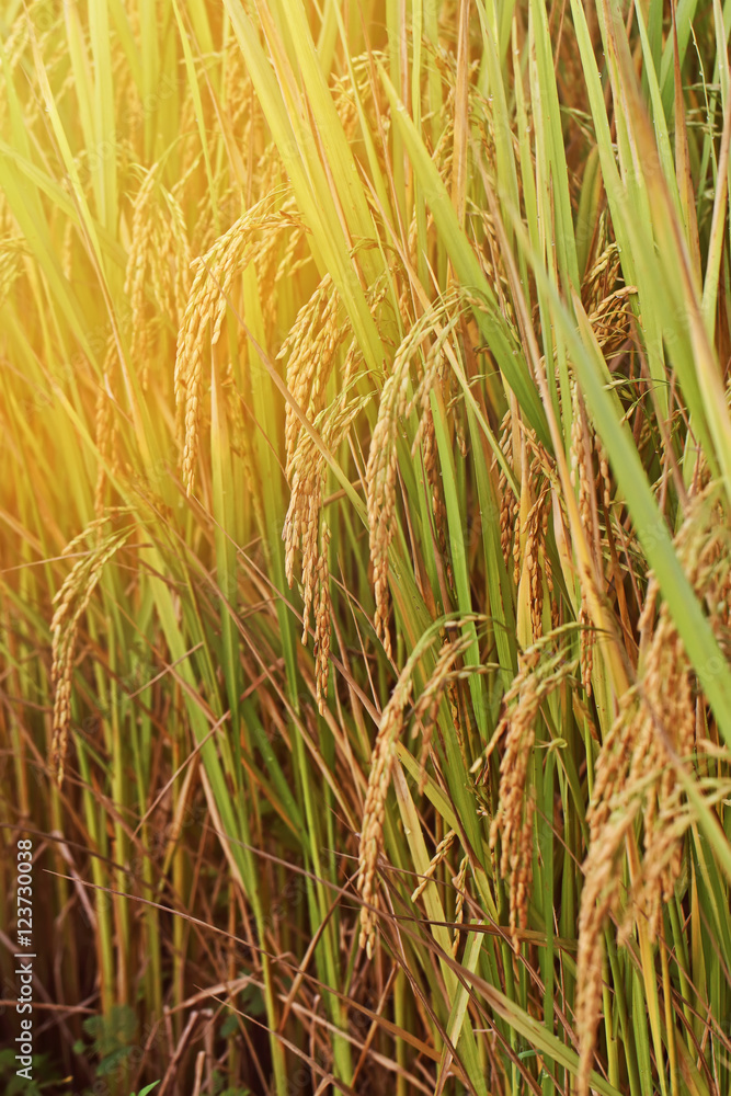 rice field and effect light and flare rice field and effect light and flare