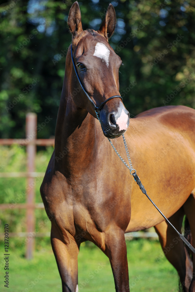Fototapeta premium portrait of bay purebred akhalteke mare