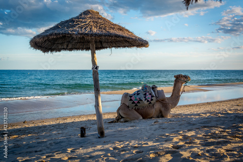 Camel is resting at the beach  photo