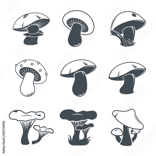 Mushroom concept. Collection of mushrooms. Vector illustration. Set.