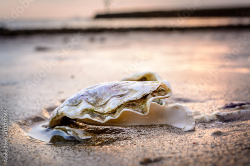 Fresh oyster in the sand at the beach during low tide