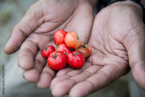 Hand holding Cherry Thai in the field