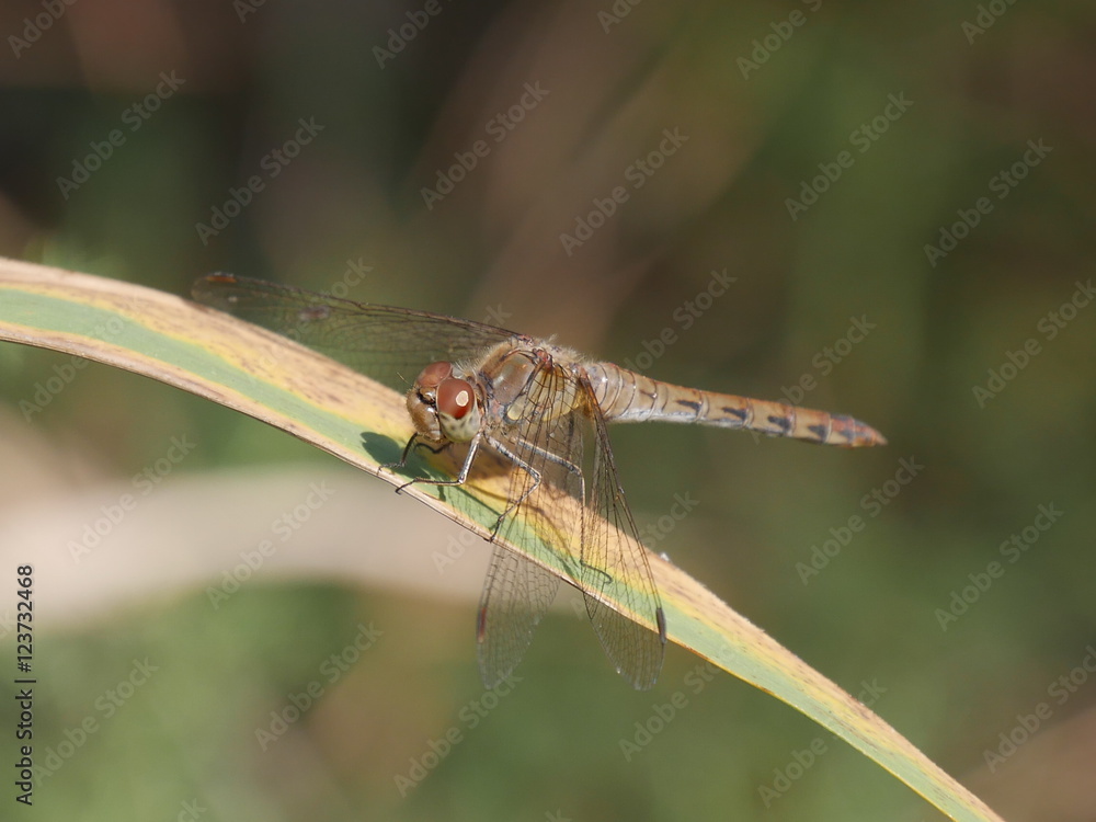 Brown Dragonfly on a leaf in the Comacchio Lagoons Brown Dragonfly on a leaf in the Comacchio Lagoons