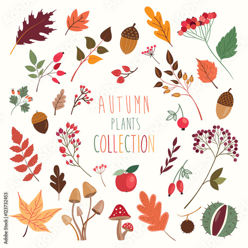Autumn decorative plants and leaves collection