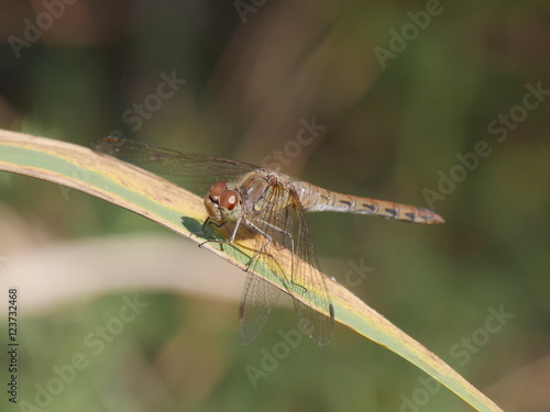 Brown Dragonfly on a leaf in the Comacchio Lagoons