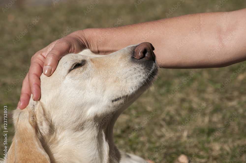 Female labrador dog head and female hand on it Female labrador dog head and female hand on it