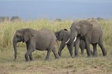 herd of elephants approaching a waterhole to drink in Mikumi National Park in Tanzania 