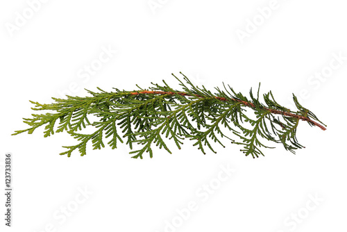 Arborvitae branch with seeds on the tips of the shoots horizontally. Object on a white background.