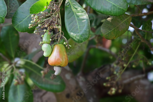 Ripening cashew nuts, anacardium occidentale, from Goa, India. Cashew seeds are used in recipes. Ripened cashew apple pulp can be distilled into liquor called feni.