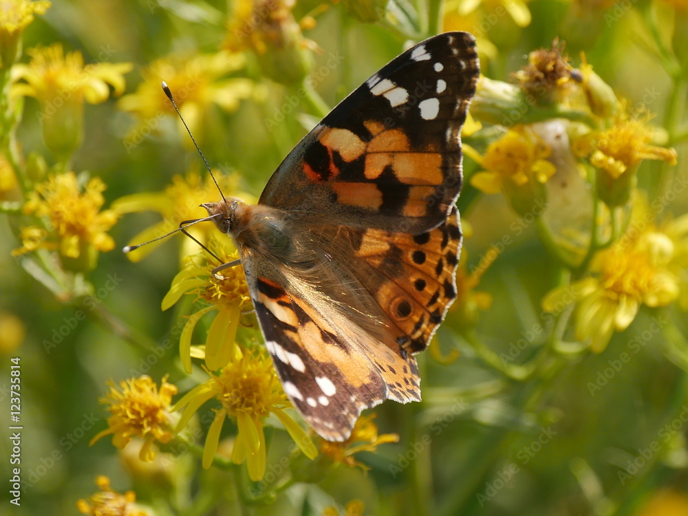 Obraz premium Orange Butterfly in Comacchio Lagoons, Po Delta National Park, Italy