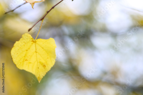 Golden linden leaf