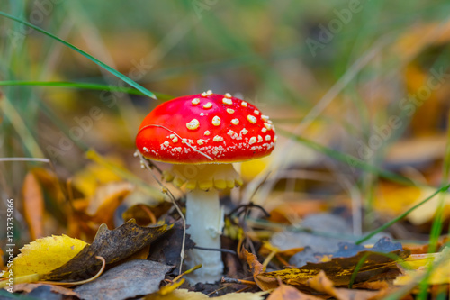 closeup red flyagaric mushroom