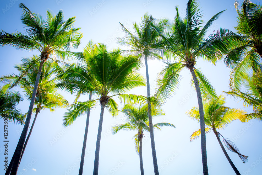 Obraz premium Hawaii Palm Trees