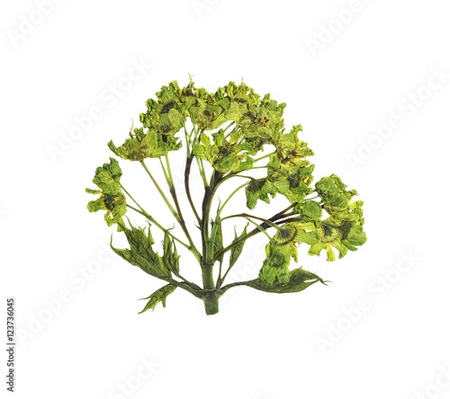 Pressed and dried flower  tree maple. Isolated