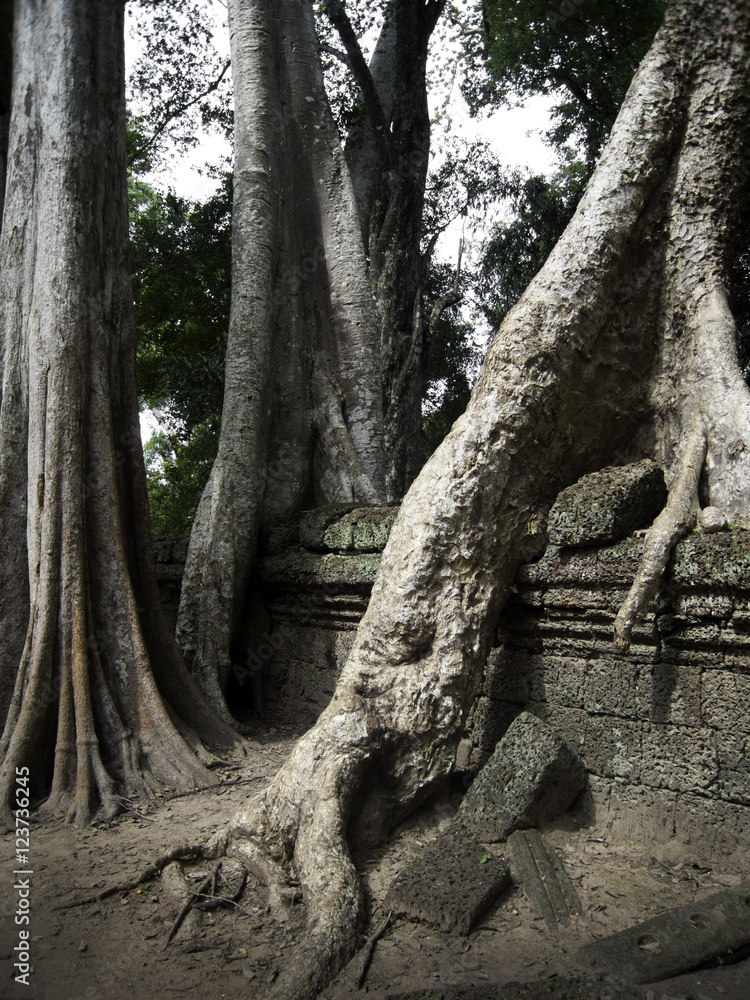 Jungle trees growing over wall