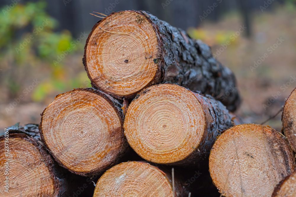 heap of pine tree log in a forest heap of pine tree log in a forest