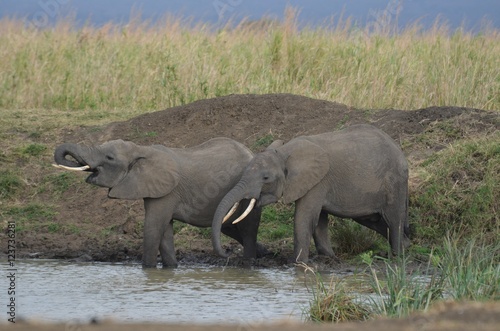 herd of elephants approaching a waterhole to drink in Mikumi National Park in Tanzania  photo