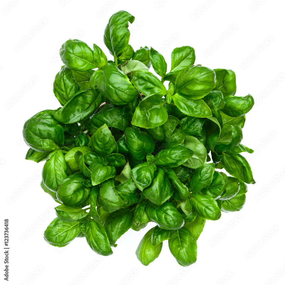 Fresh basil isolated on white bvackground Fresh basil isolated on white bvackground