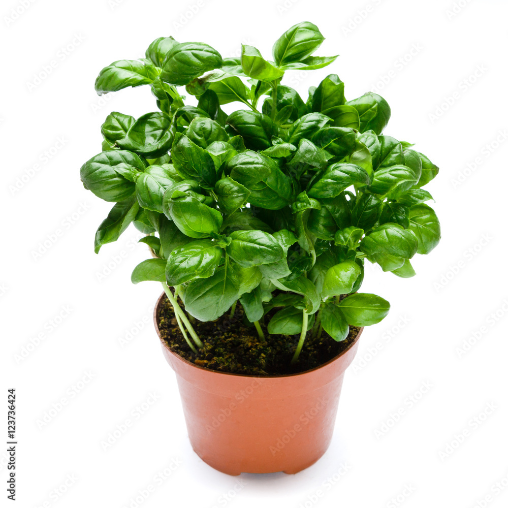 Fresh basil in pot Fresh basil in pot