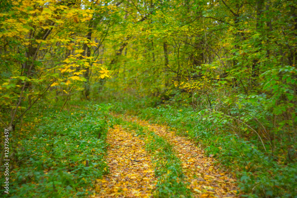 Fototapeta premium quiet autumn forest scene