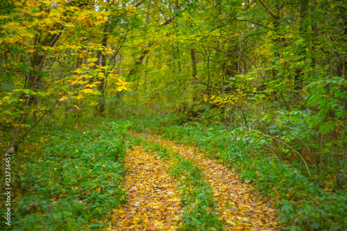 quiet autumn forest scene