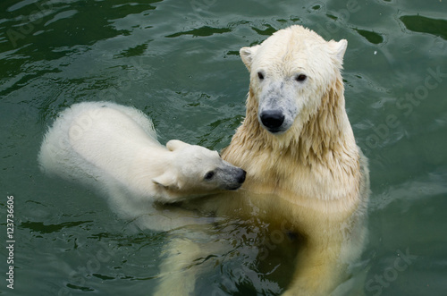 Polar bear © Konstantin Popov