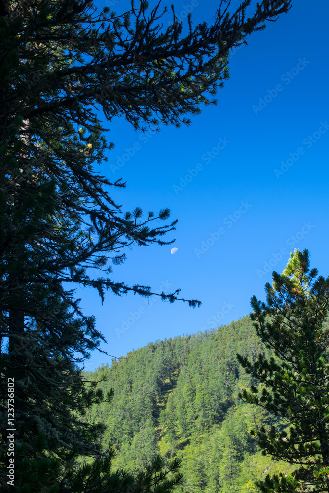 Obraz premium Altai mountains, Russia