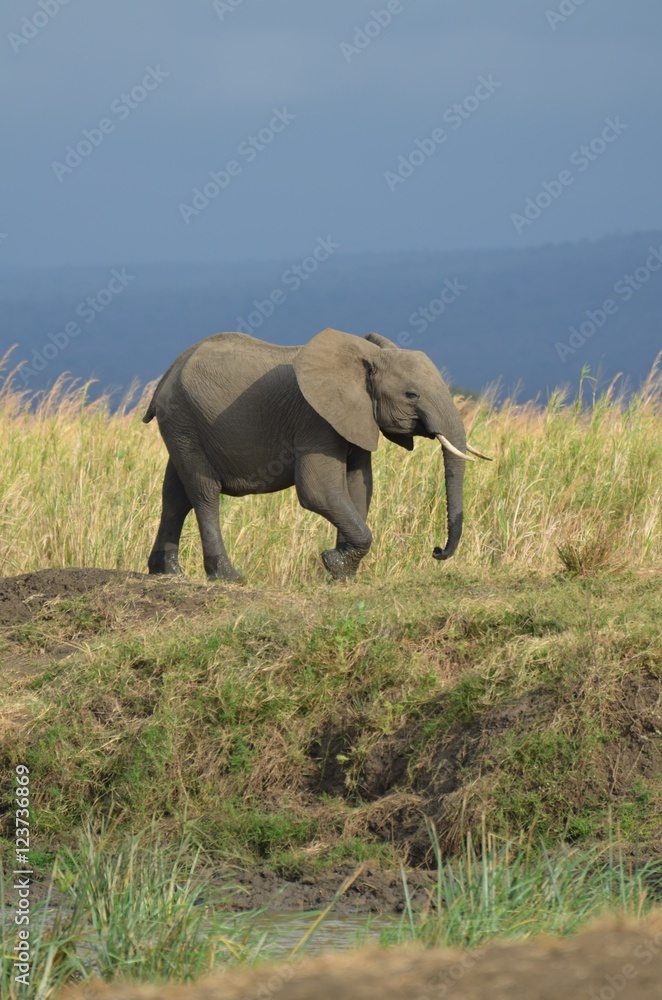 Obraz premium elephant in Mikumi National Park in Tanzania easthern Africa
