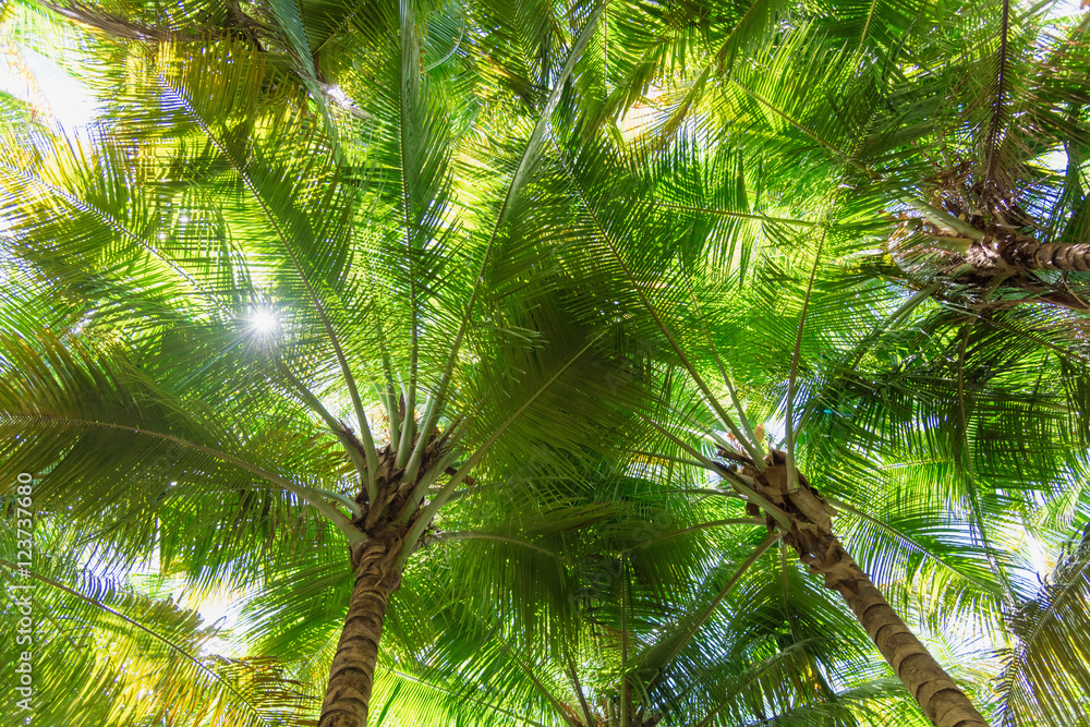 palm sun top palm sun top