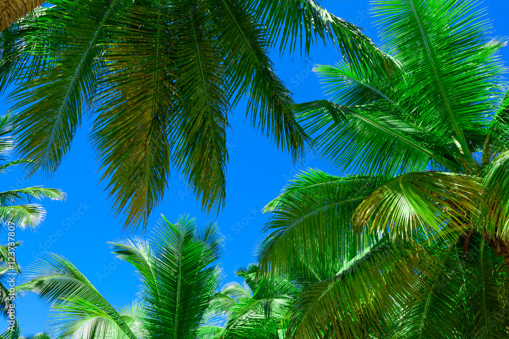 palm sun top palm sun top