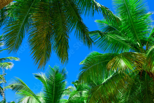 palm sun top © dbrus