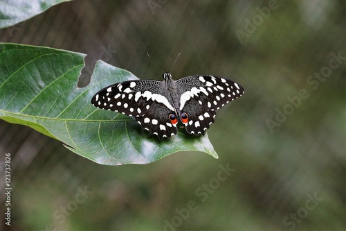 schmetterling