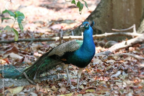 Pfau