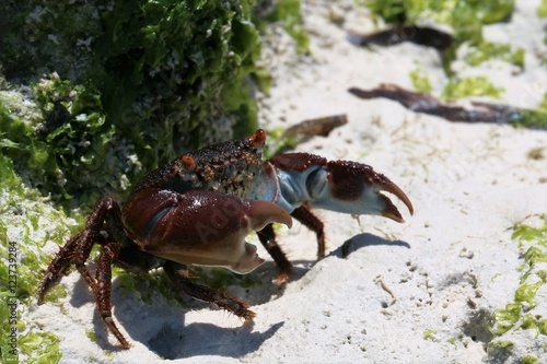 crab